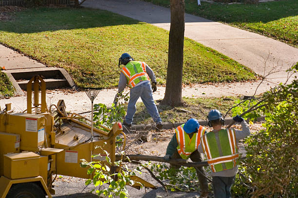 How Our Tree Care Process Works  in  Marked Tree, AR