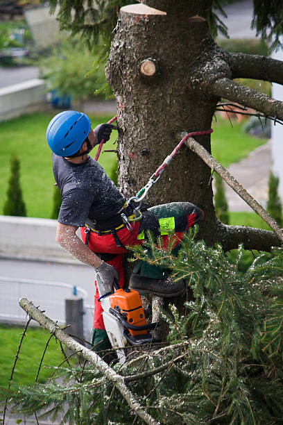 Reliable Marked Tree, AR  Tree Services Solutions